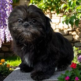Black and white male - Black and white male Shih Tzu puppy in Oklahoma from Rocky Oak Cavaliers & Biewer Terriers LLC