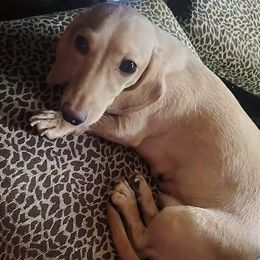 Briggy - Dachshund