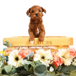 Lucas - Red  male Goldendoodle puppy in Spanish Fork, Utah from Oodles of Floofy Doodles