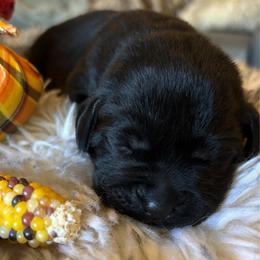 Banana Puddin' - Black female Labrador Retriever puppy in Taylors, South Carolina from Spring Water Labs of the Carolinas