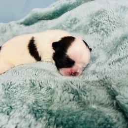 Oreo - Black and white female Shih Tzu puppy in Hawthorne, Florida from Simply Southern Shihtzus