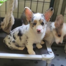 American Corgi, Cane Corso, Pembroke Welsh Corgi, and Rhodesian Ridgeback Puppies from Diamondcrest Inc