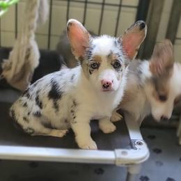 American Corgi, Cane Corso, Pembroke Welsh Corgi, and Rhodesian Ridgeback Puppies from Diamondcrest Inc