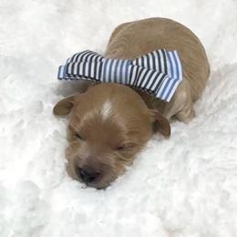 Rocco - Apricot male Maltipoo puppy in Spring, Texas from GlamPaw Maltipoos