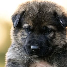 German Shepherds from Creede K9