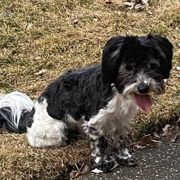 Havanese from Laura Bertone's Havanese Puppies