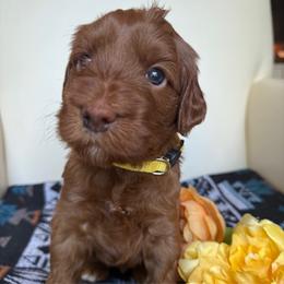 Esme - Red  female Goldendoodle puppy in Pine Grove, California from Lundee Doodles
