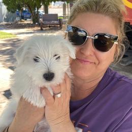 West Highland White Terrier Puppies from Wagglesworth Westies