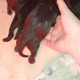 Labrador Retriever Puppies from Copper Creek Outfitters and Kennel