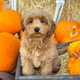 Woody - Red  male Goldendoodle puppy in Wharton, Texas from Little Fur Friends
