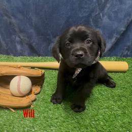 Will - Black male Labrador Retriever puppy in Farmington, Missouri from Granite Creek Kennel