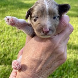 Harvest - Merle male Goldendoodle puppy in Arlington, Texas from Kel's Tails Poodles & Doodles