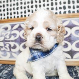 Mickey - Buff and white male Cocker Spaniel puppy in Rattan, Oklahoma from Double M Cocker Spaniels