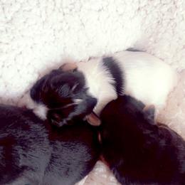 Yorkshire Terrier Puppies from Nell’s Adorable Yorkshire’s