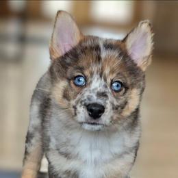 Katniss - Merle female Pomsky puppy in Omaha, Nebraska from Wolfpack Pomskies
