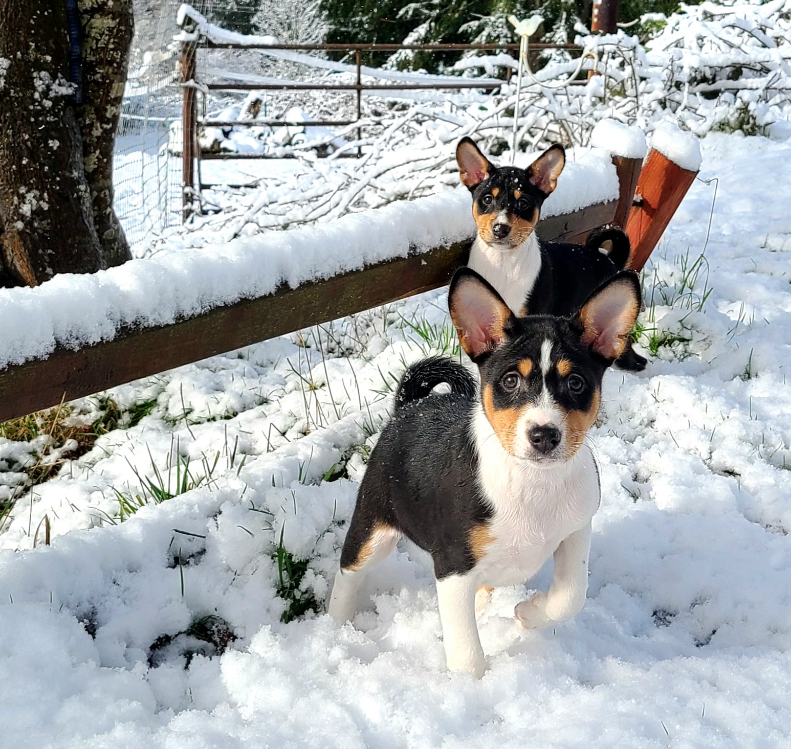 Basenji Puppies in Oregon | Basenji puppies | Good Dog