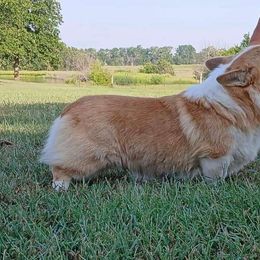 Granite - Pembroke Welsh Corgi