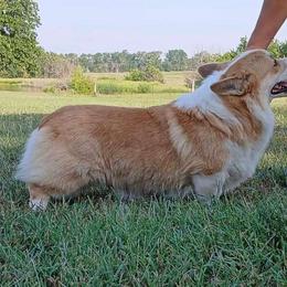 Granite - Pembroke Welsh Corgi