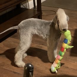 Bedlington Terrier Puppies from Bonnybrook Bedlington Terriers