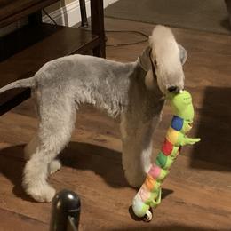 Bedlington Terrier Puppies from Bonnybrook Bedlington Terriers