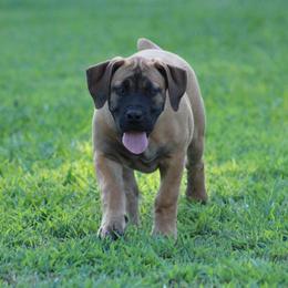 Rosey (Red) - Brown female Boerboel puppy in Shawnee, Oklahoma from TXT Boerboels