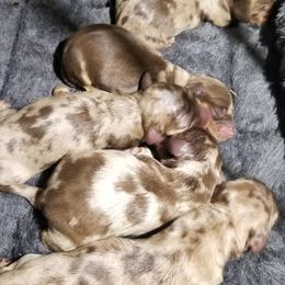 Dachshunds from Plum Fields Dachshunds