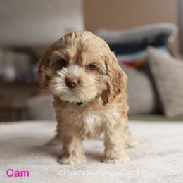 Cam - Red female Cockapoo puppy in Canastota, New York from Silver City Cockapoos