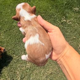 Muffin - Blenheim female Cavalier King Charles Spaniel puppy in Gilbert, Arizona from Cacti Cavaliers