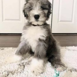 Aussiedoodle Puppies from Ellum Branch Aussiedoodles