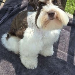 Hopper - Miniature Schnauzer