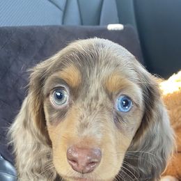 Dachshund Puppies from Ruby Desert Doxies