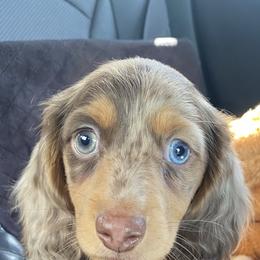 Dachshund Puppies from Ruby Desert Doxies