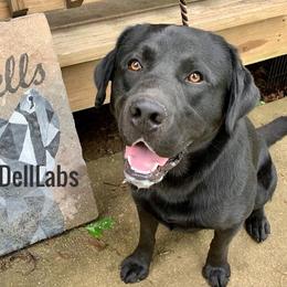 Cash - Labrador Retriever