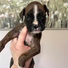 Valkyrie - Brindle female Boxer puppy in Henderson, Tennessee from Vom Broadvalley