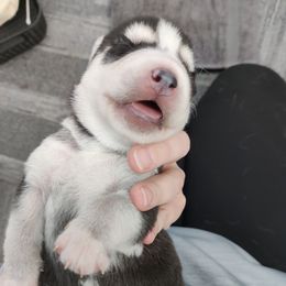 Siberian Husky Puppies from T and T Kennels