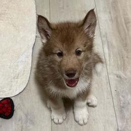 Boy 2 - male Native American Indian Dog puppy in Granby, Colorado from Turtle Island NAIDs