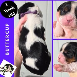 Buttercup - Tri-color female Cavalier King Charles Spaniel puppy in Willmar, Minnesota from Starlite Cavaliers