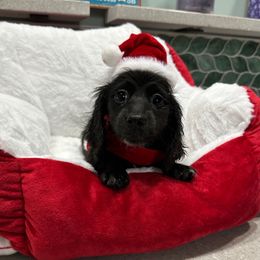 Olive Schwartzenberg - Black female Dachshund puppy in Irving, Texas from DFW Dachshunds by G & S