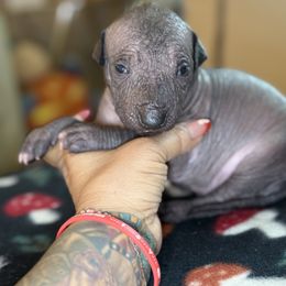 Llyweilun - Slate male Xoloitzcuintli puppy in Victorville, California from Elegancia Vintage Xoloitzcuintle