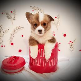 Pembroke Welsh Corgi Puppies from Ranch Hand Corgis