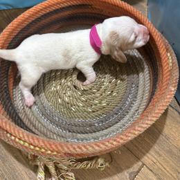 Dark Pink Girl - Lemon and white female Basset Hound puppy in Walters, Oklahoma from Solo Spur Ranch