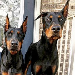 Doberman Pinschers from Krigar Dobermans