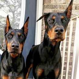 Doberman Pinschers from Krigar Dobermans