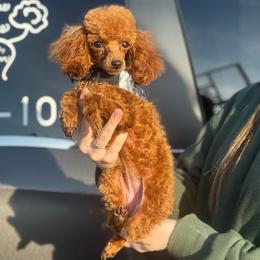 Amelia Rose - Poodle