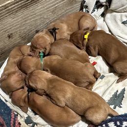 Vizsla Puppies from Circle Bar J