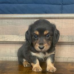 Black and Cream Girl - Black and cream female Dachshund puppy in Stilwell, Oklahoma from Bidding Creek Dachshunds