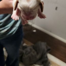 Blue - Black tan and white male Basset Hound puppy in Lucerne Valley, California from Seussorie of Puddle Pups