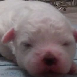 Bichon Frise puppies from Brereton Bichons