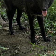 Demi - Siberian Husky