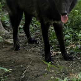 Demi - Siberian Husky
